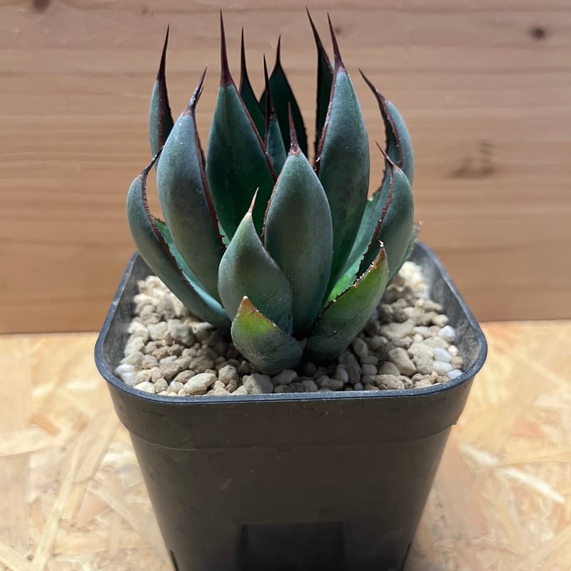 アガベ マンガべ プレイングハンズ US輸入株 発根済 大株 PW公式オンラインストア / 【2025NEW】マンガベ プレイングハンズ