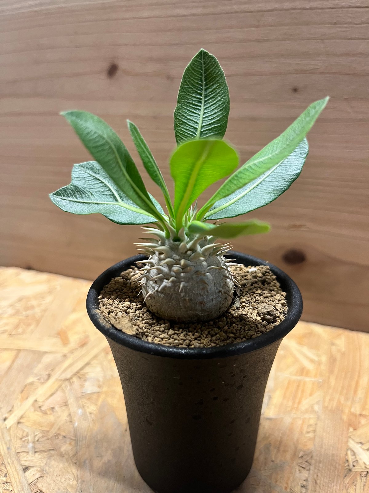 パキポディウム デンシカウレ 恵比寿大黒 | GREEN LUCK