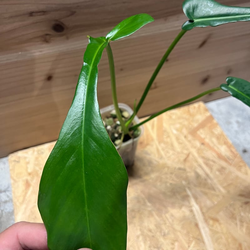 フィロデンドロン ジョーピー | GREEN LUCK
