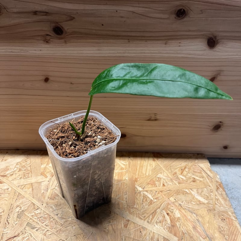 アンスリウム sp.モロナ | GREEN LUCK