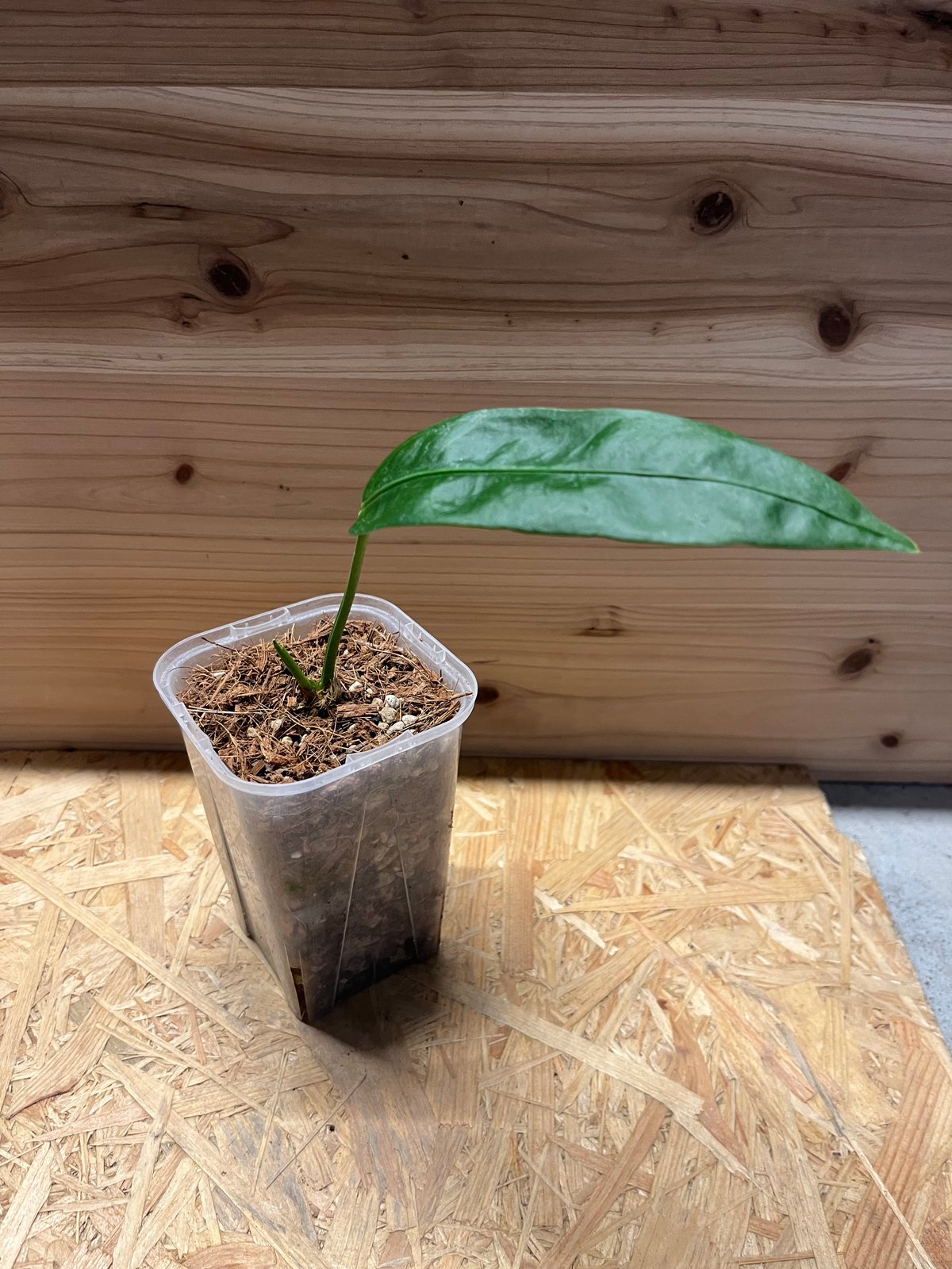 アンスリウム sp.モロナ | GREEN LUCK