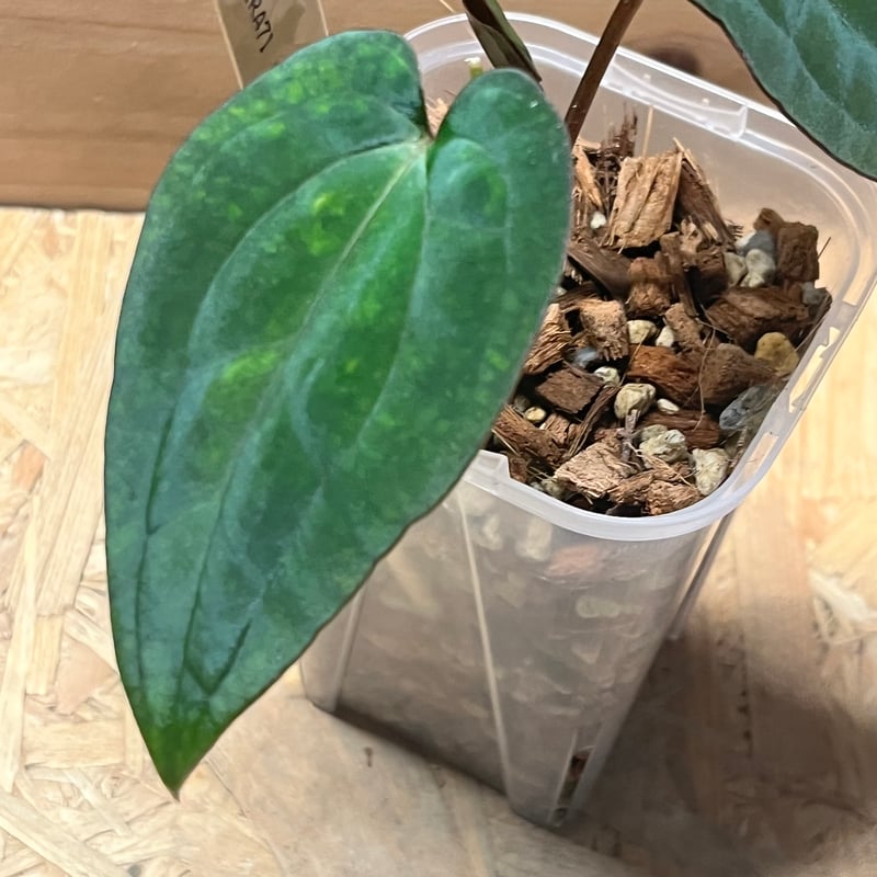 アンスリウム アントラキー（RA7）×レッドダークフェニックス | GREEN LUCK