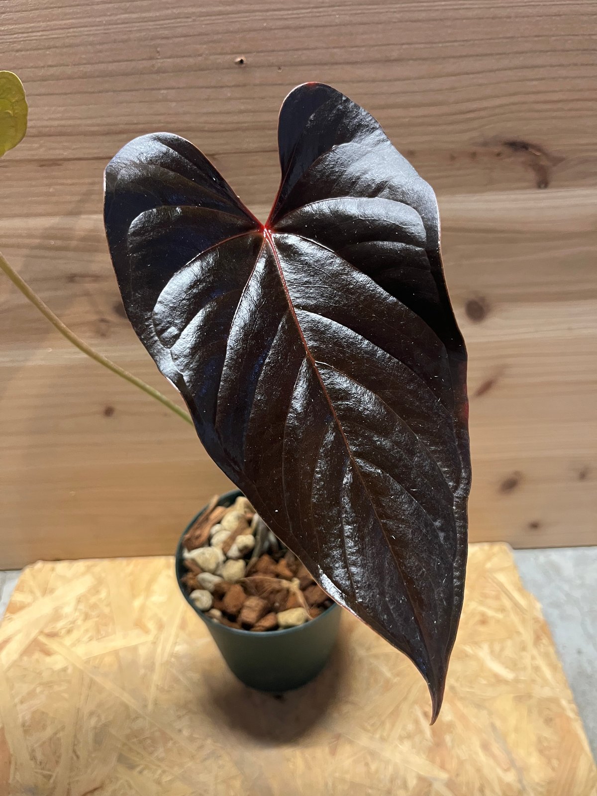 【超希少】アンスリウムロムズブラック①ミドルカット根っ子◎チヤンベルアニナム 超希少】アンスリウムロムズブラック①ミドルカット根っ子◎チヤンベルアニ