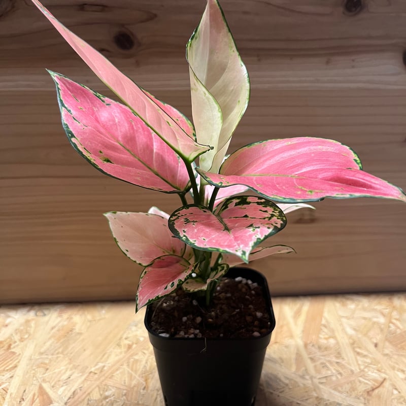 アグラオネマ オーピシャスレッド | GREEN LUCK