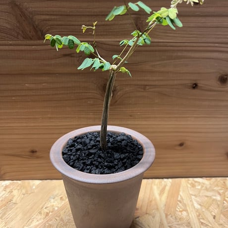 デロニクスプミラ 発根済 デロニクス プミラ BDP-05 | Botanical Holic