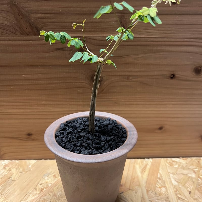 デロニクスプミラ デロニクス プミラ | GREEN LUCK