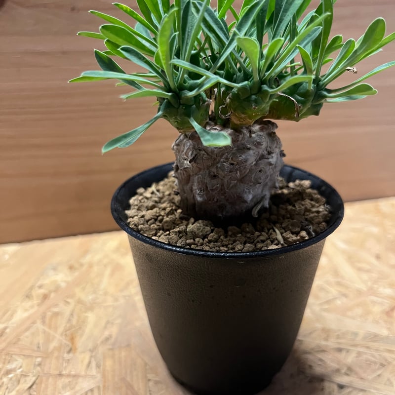 ユーフォルビア 峨眉山 | GREEN LUCK