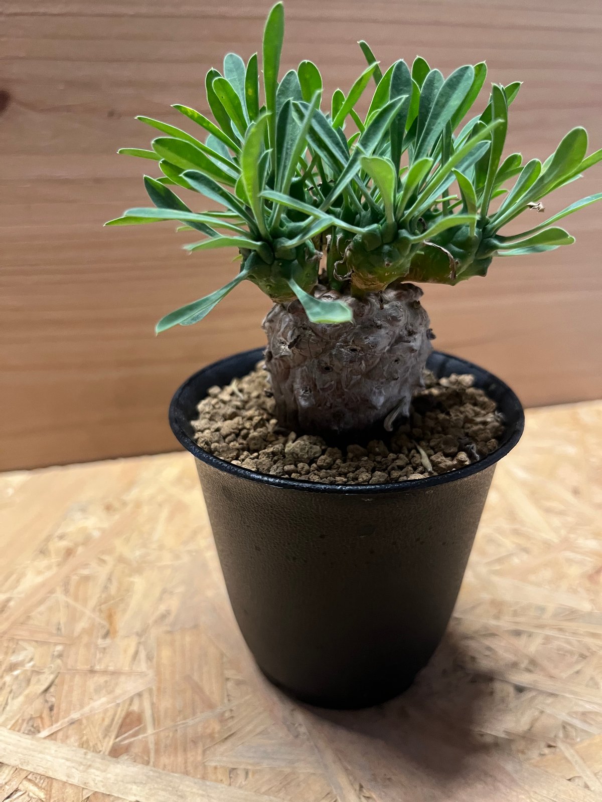 ユーフォルビア 峨眉山 | GREEN LUCK