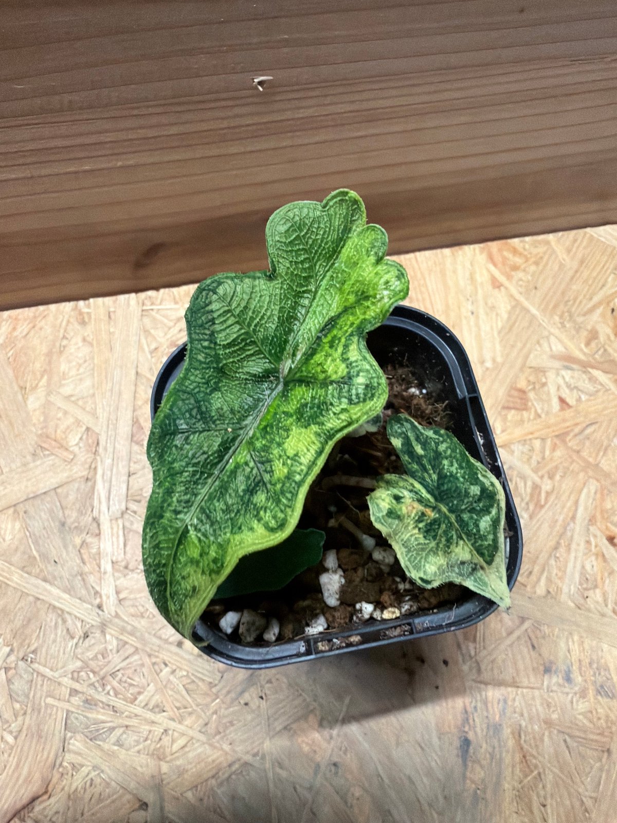 アロカシア・ジャクリン斑入り Alocasia Jacklyn var アロカシア ジャクリン 斑入り | GREEN LUCK