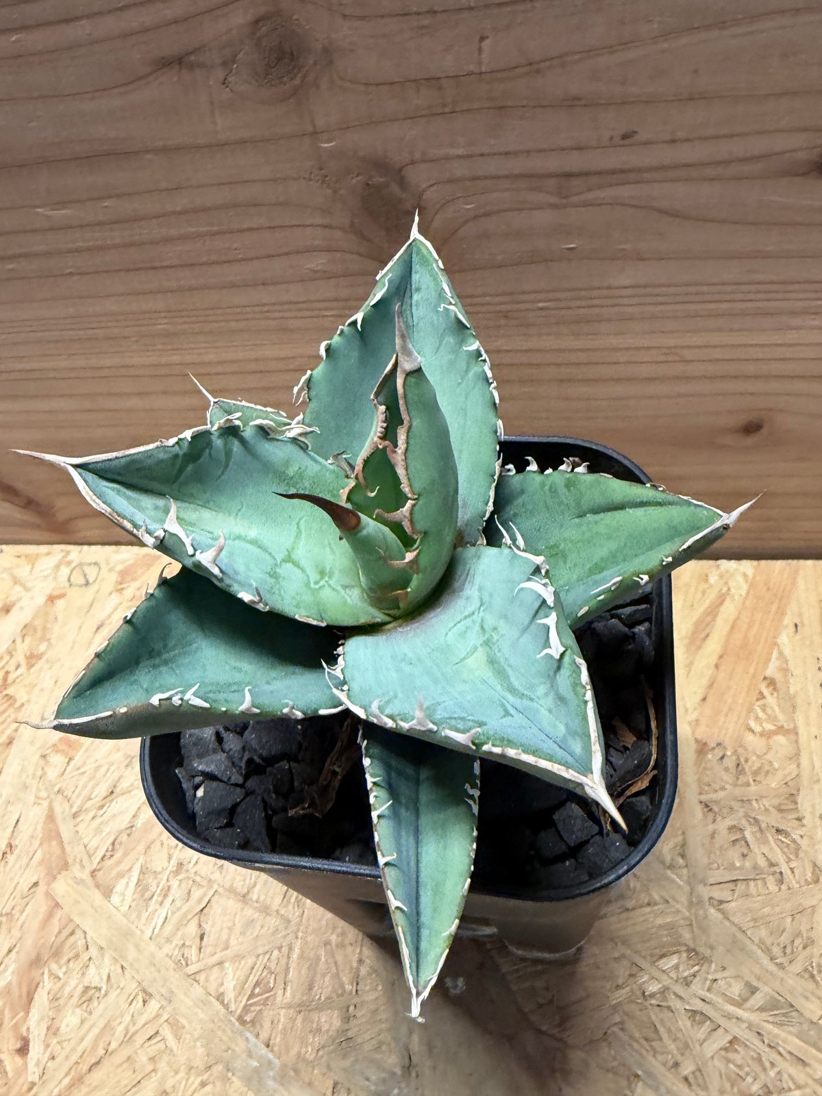 アガベ チタノタ オテロイ オアハカ実生 | GREEN LUCK