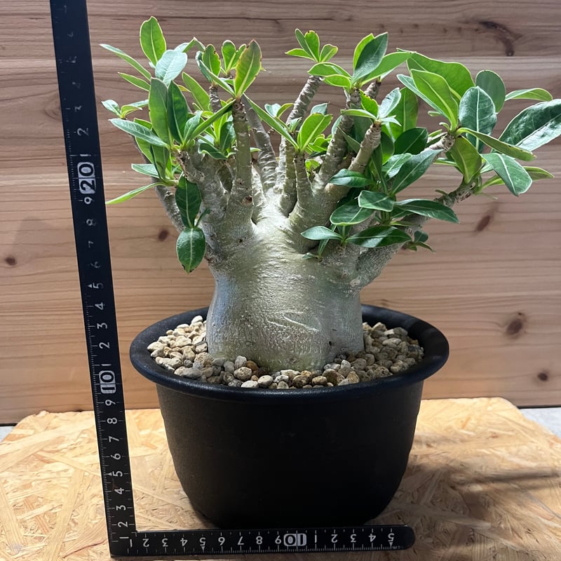 アデニウム アラビカム | GREEN LUCK