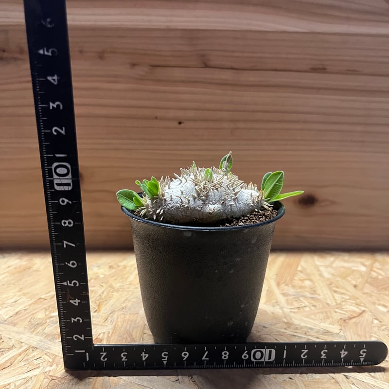 【週末Sale】パキポディウム 恵比寿笑い ⑥ パキポディウム 恵比寿笑い | GREEN LUCK