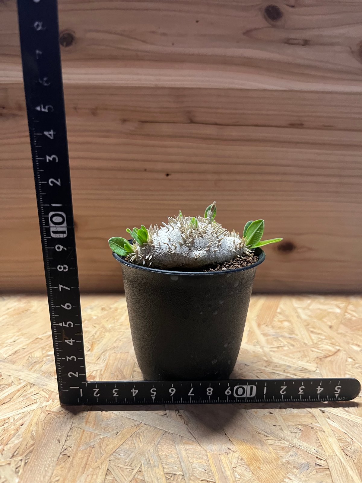 【週末Sale】パキポディウム 恵比寿笑い ⑥ パキポディウム 恵比寿笑い | GREEN LUCK