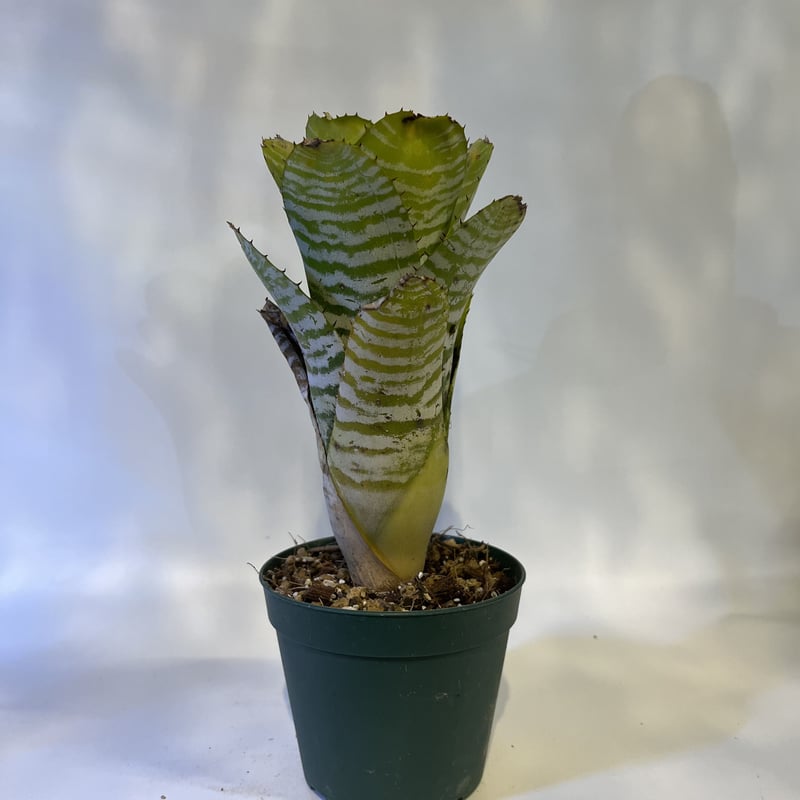 エクメアチャンティニー大株子株付き植え込み発送 エクメアチャンティニー大株子株付き植え込み発送