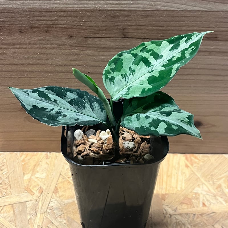 アグラオネマ ピクタム トリカラー ニアス | GREEN LUCK