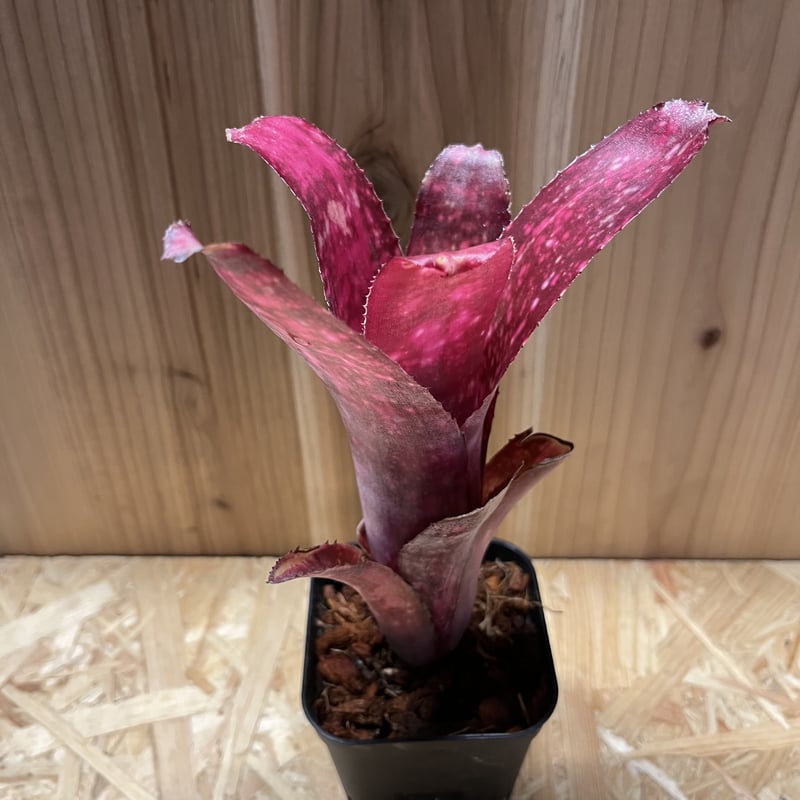 ビルベルギア ニューイヤーズ・イブ | GREEN LUCK