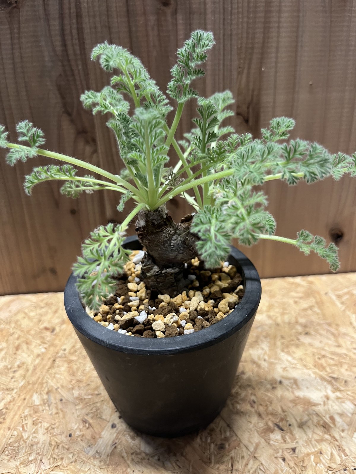 ペラルゴニウム アッペンディクラツム | GREEN LUCK