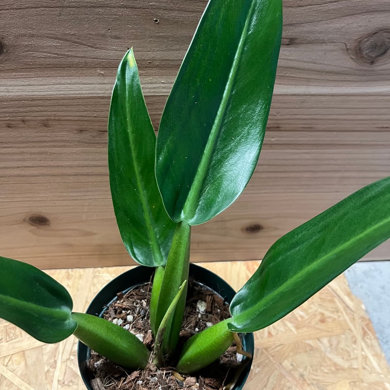 フィロデンドロン マルティアナム （キャニフォリウム） | GREEN LUCK