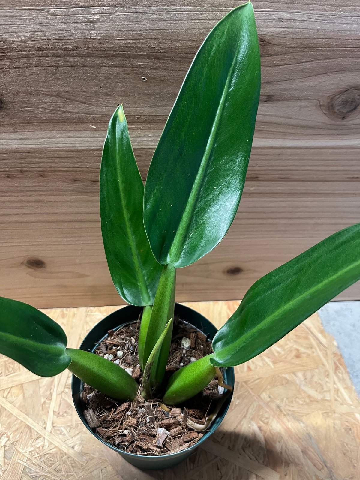 フィロデンドロン マルティアナム （キャニフォリウム） | GREEN LUCK