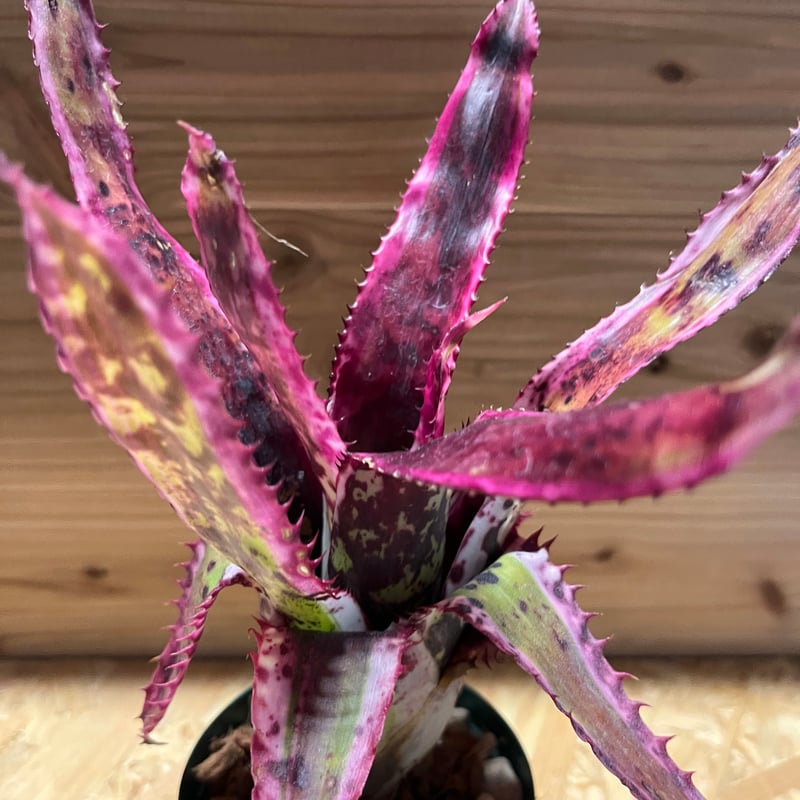 エクメア オーランディアナ エンサイン | GREEN LUCK