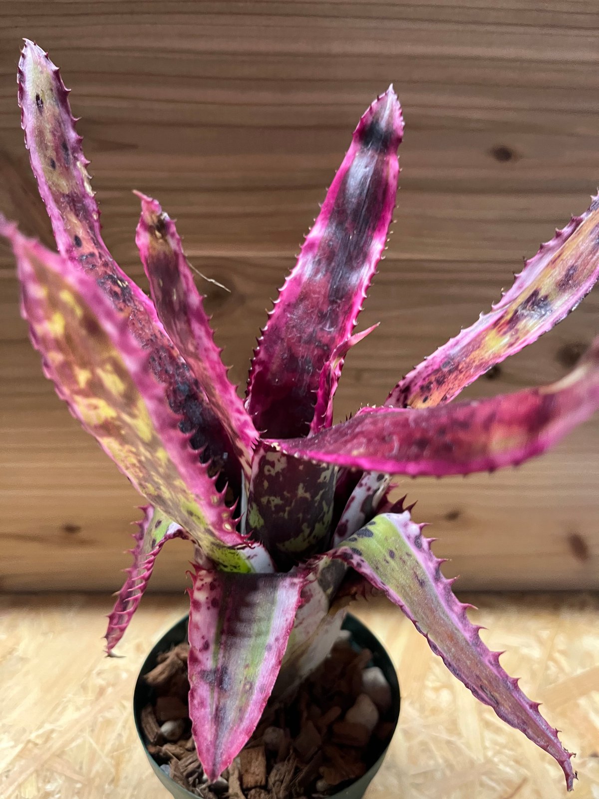 エクメア　オーランディアナ エクメア オーランディアナ エンサイン | GREEN LUCK