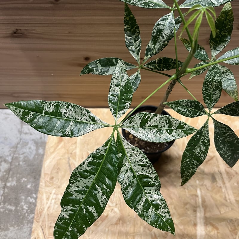 パキラ ミルキーウェイ 実生 | GREEN LUCK