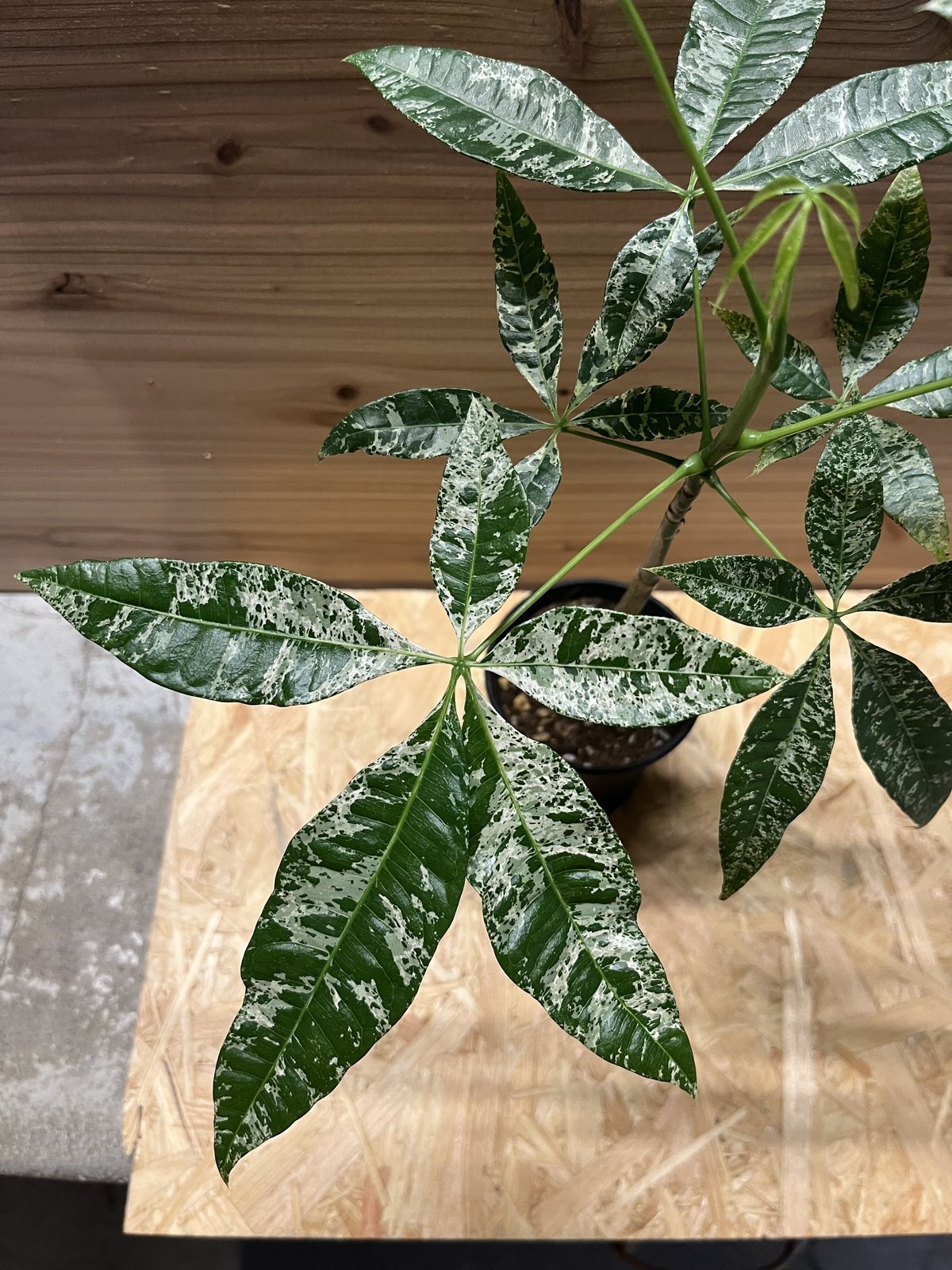 パキラ ミルキーウェイ 実生 | GREEN LUCK