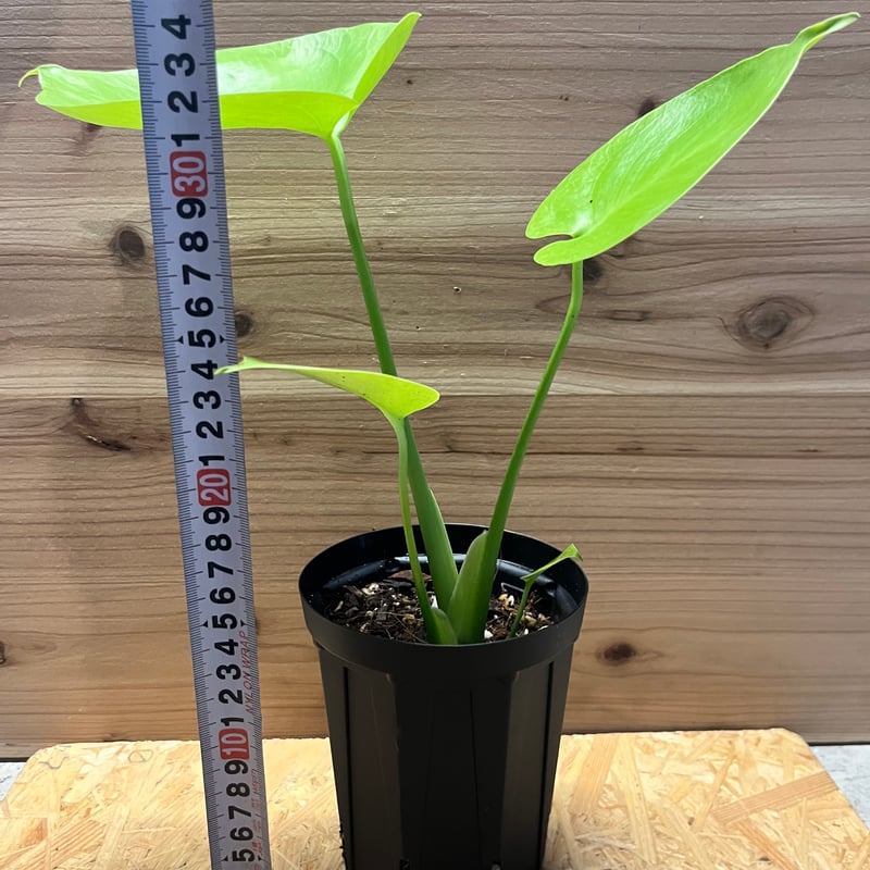 モンステラ デリシオーサ ゴールドリーフ | GREEN LUCK