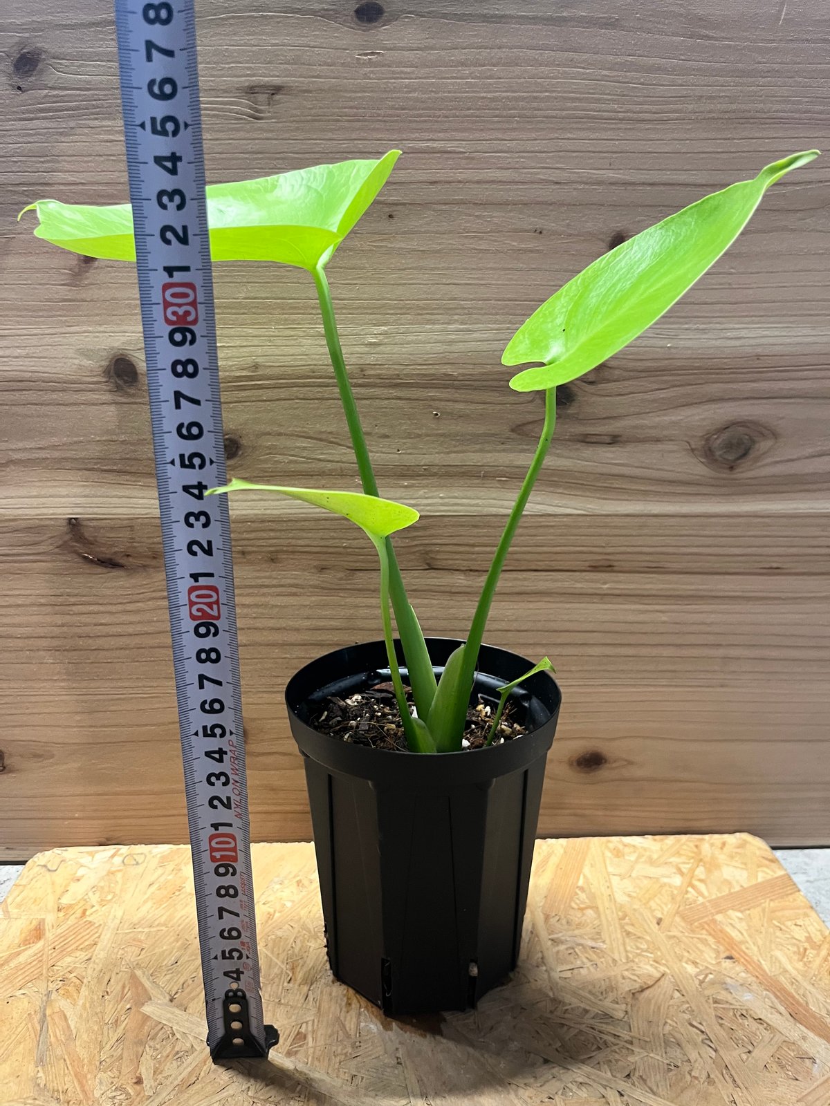 モンステラ デリシオーサ ゴールドリーフ | GREEN LUCK