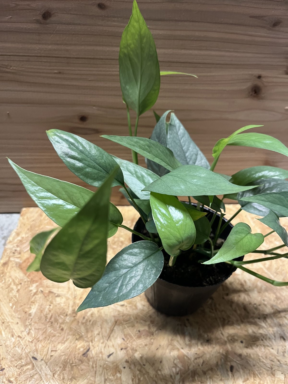 ［現品］【希少】※売約済※ 2番　エピプレムヌム　ピナツム　セブブルー　レア 現品］【希少】※売約済※ 2番 エピプレムヌム ピナツム セブブルー レア