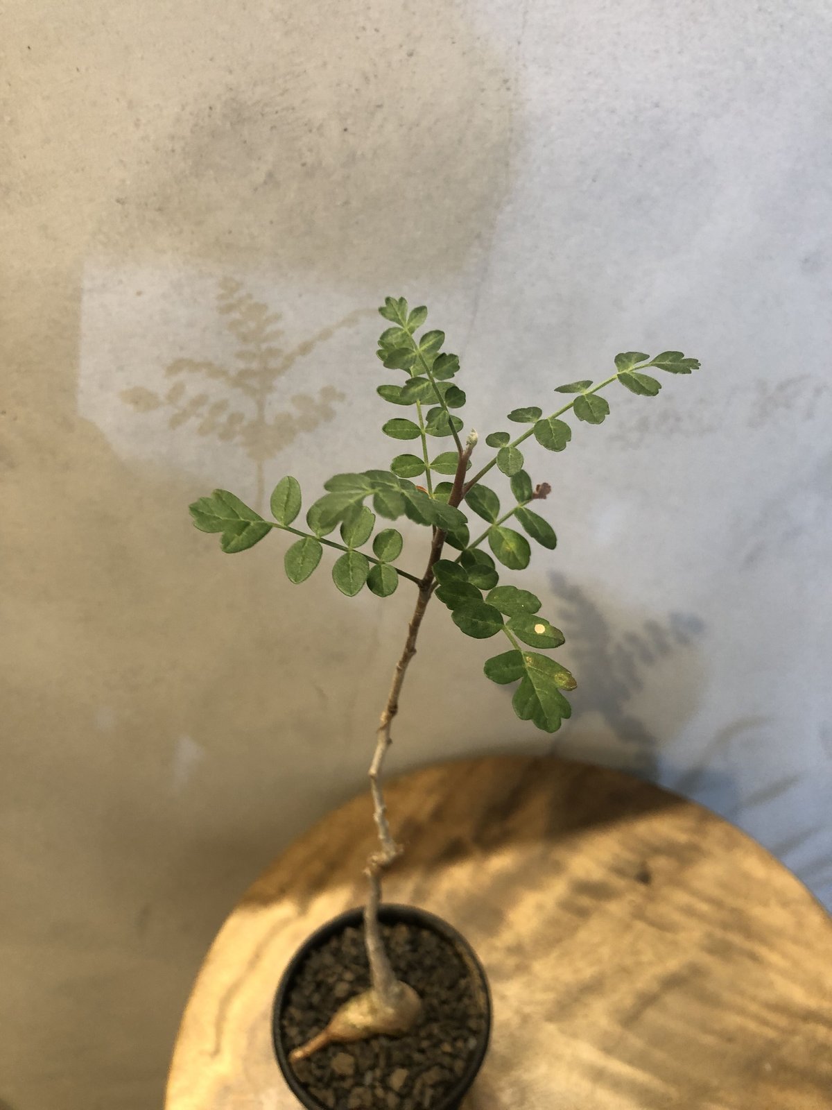 パキコルムスディスカラー 象の木 パキコルムス ディスカラー 象の木×土京鉢 | GREEN LUCK