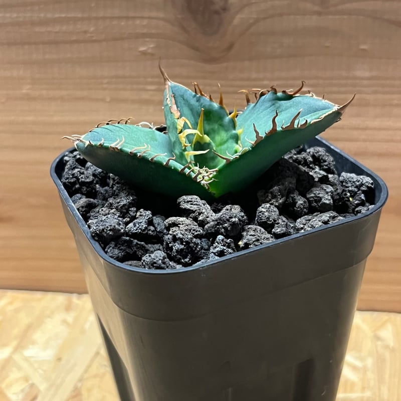 アガベ チタノタ 大螯蝦 ロブスター | GREEN LUCK