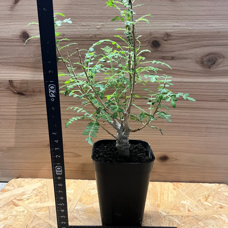 ボスウェリア ネグレクタ | GREEN LUCK