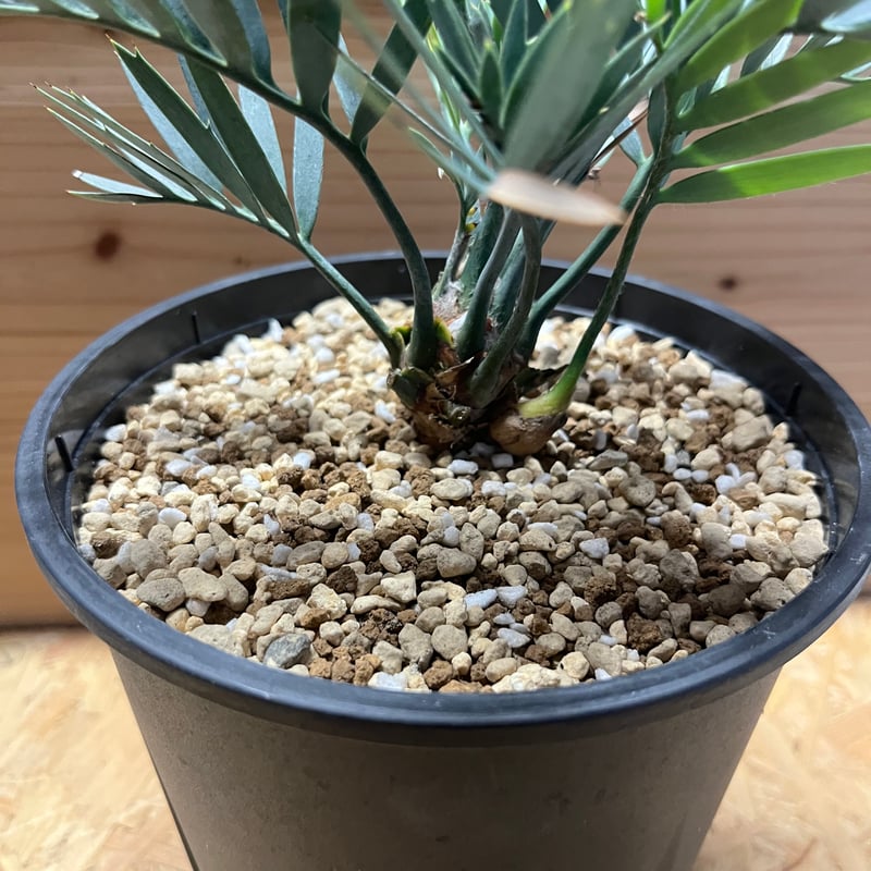 種2粒ソテツ エンセファラルトス マニケンシス 種2粒ソテツ エンセファラルトス マニケンシス