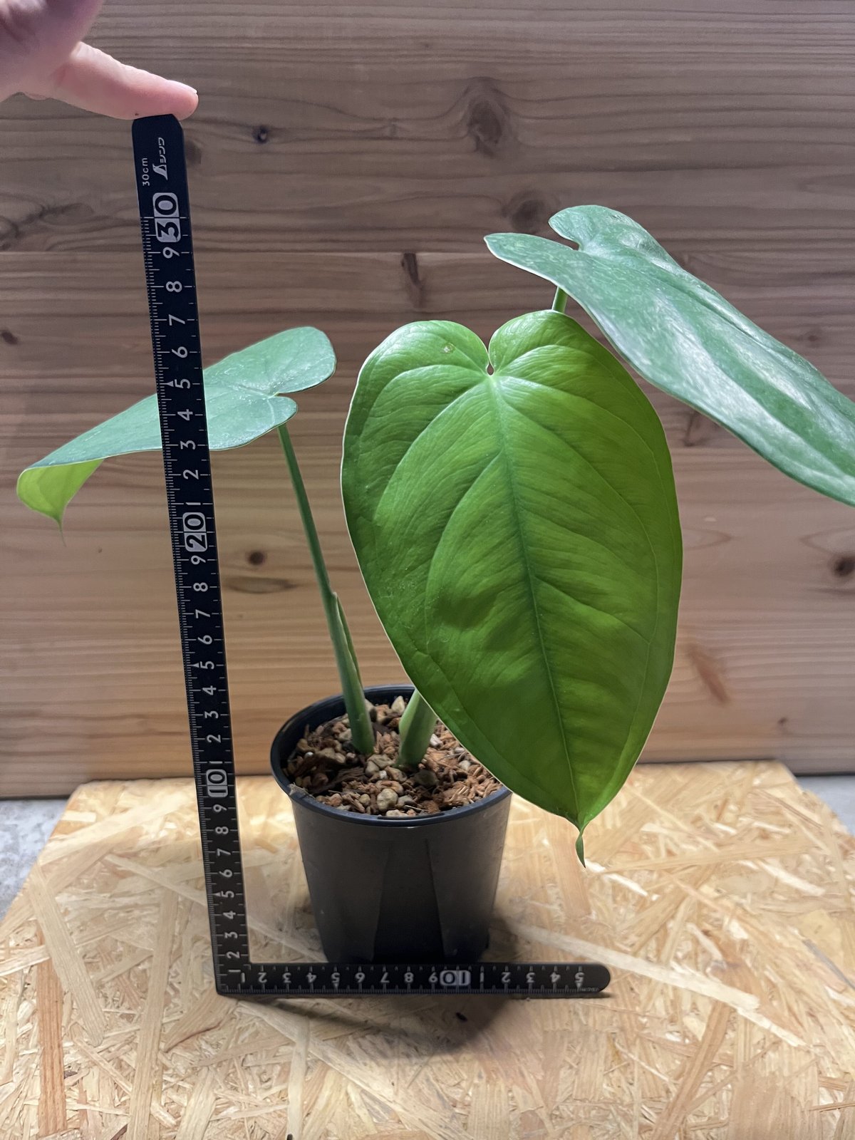 観葉流木付け アスプレニウム マドカズラ シンゴニウム スイカぺぺ リプサリス 観葉流木付け アスプレニウム マドカズラ シンゴニウム スイカ