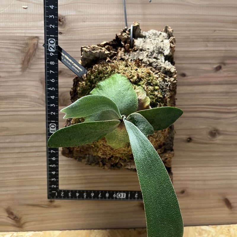 くまろくさん専用ウイリンキー　ビカクシダ くまろくさん専用ウイリンキー ビカクシダ P.willinckii winnie from