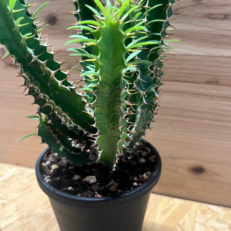 ユーフォルビア ムランジーナ | GREEN LUCK