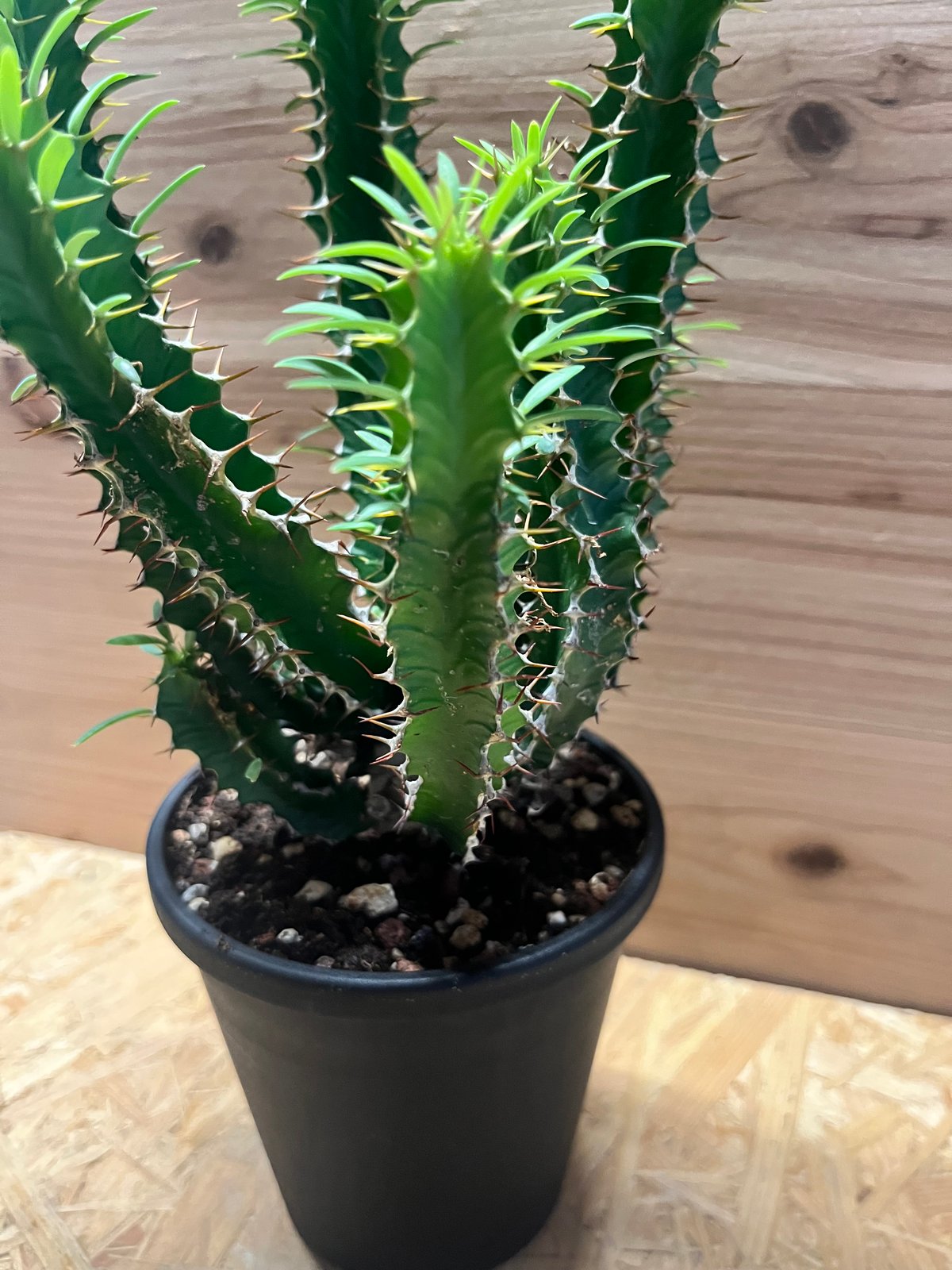 ユーフォルビア ムランジーナ | GREEN LUCK