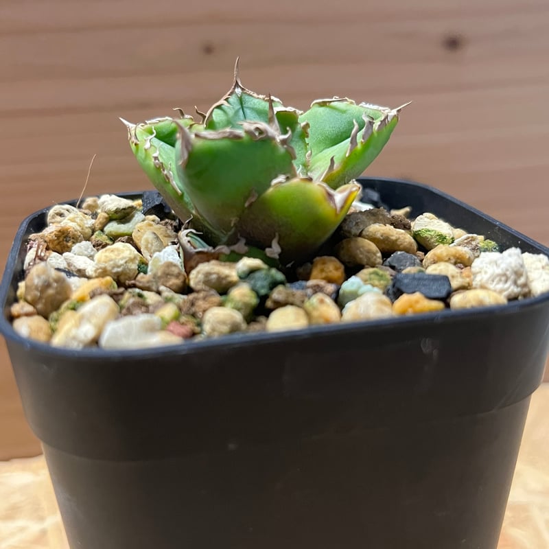 アガベ チタノタ 清櫻 | GREEN LUCK