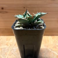 レウクテンベルギア プリンキピス 晃山 | GREEN LUCK