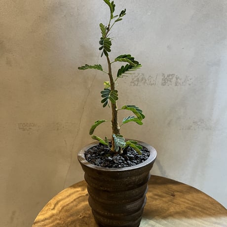 センナ　メリディオナリス実生×土京鉢
