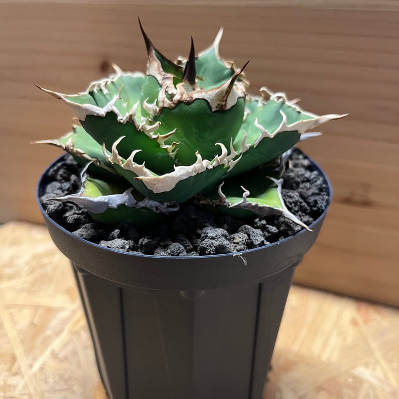 AGAVE OTEOIウリエル実生株 ウリエル実生 