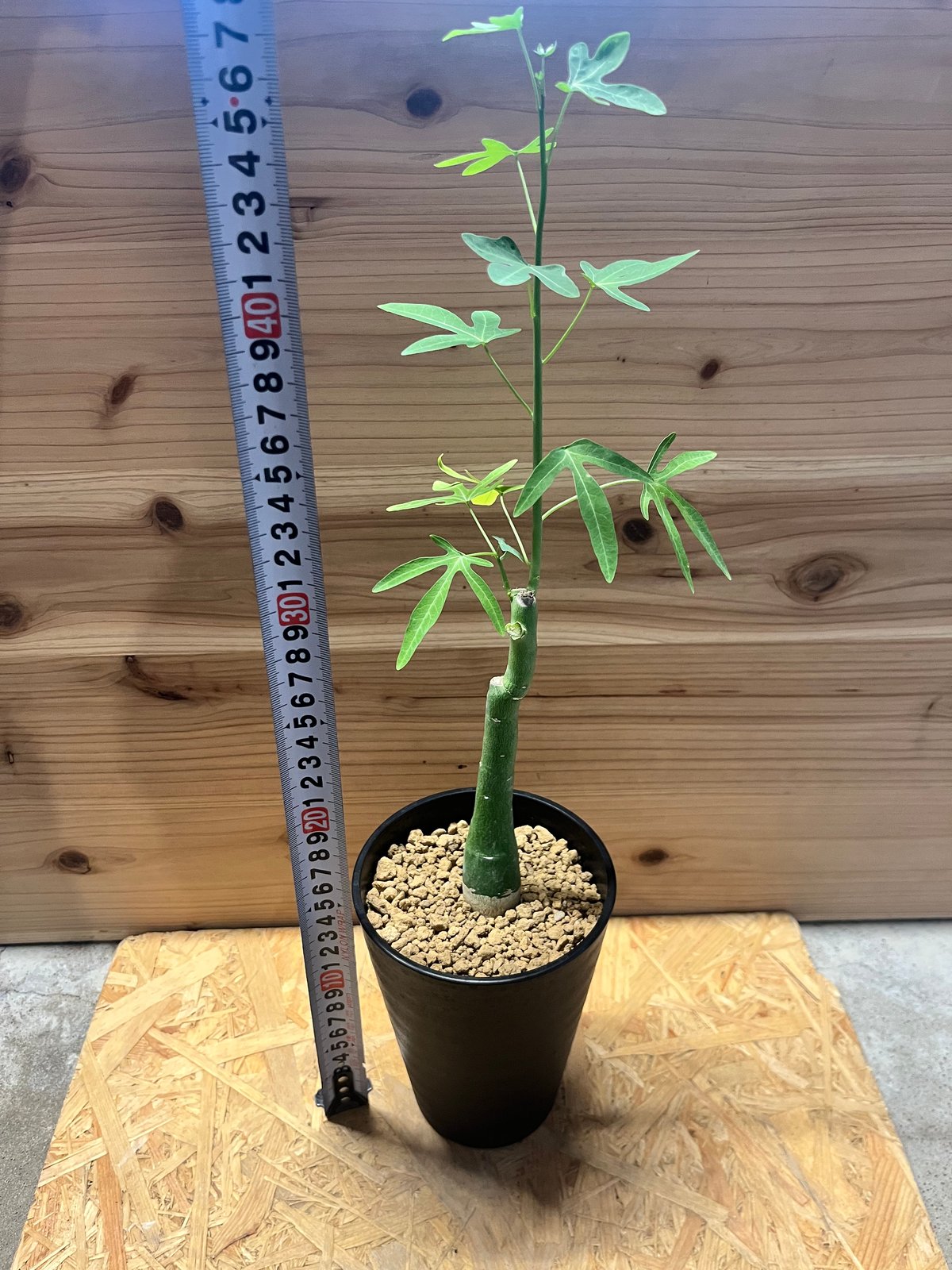 アデニア ベネナータ | GREEN LUCK