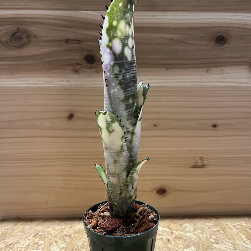 ビルベルギア ドミンゴス マルティンス | GREEN LUCK