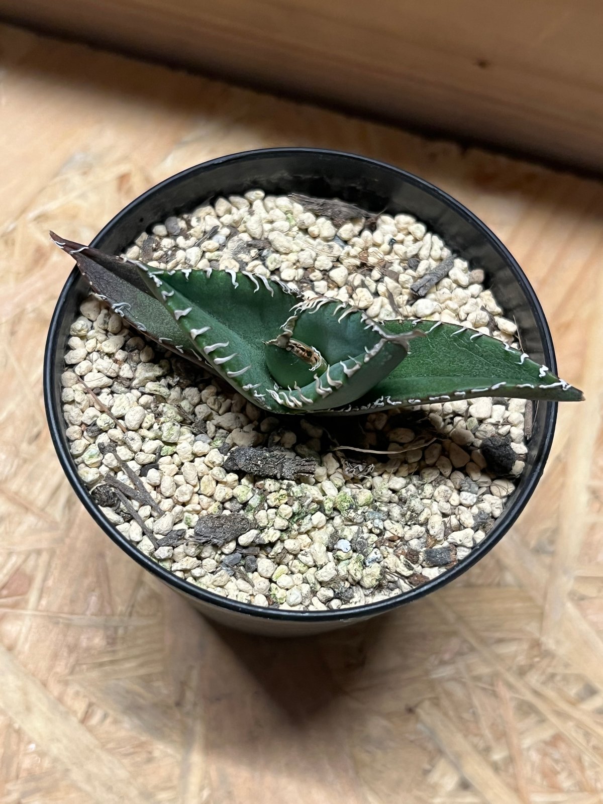 アガベ チタノタ 南アフリカダイヤモンド SAD メリクロン | GREEN LUCK