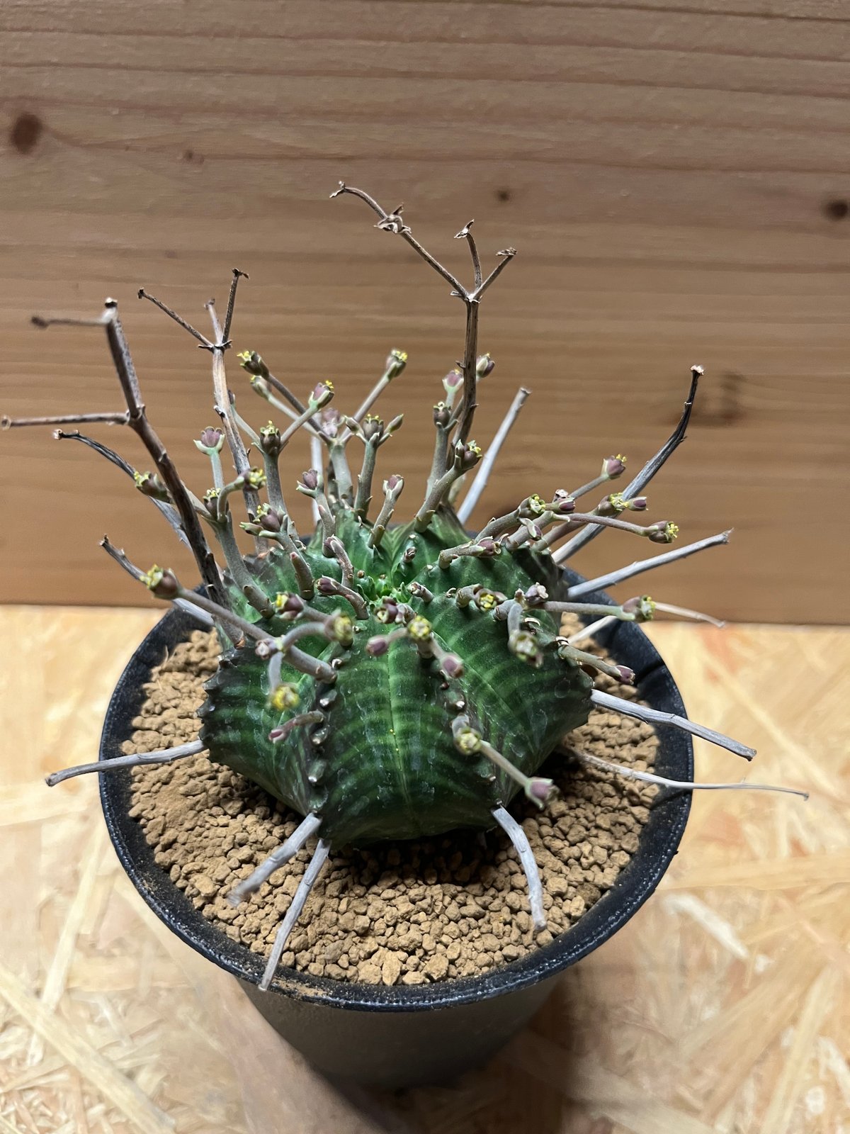 ユーフォルビア スーパーバリダ 雄株 | GREEN LUCK