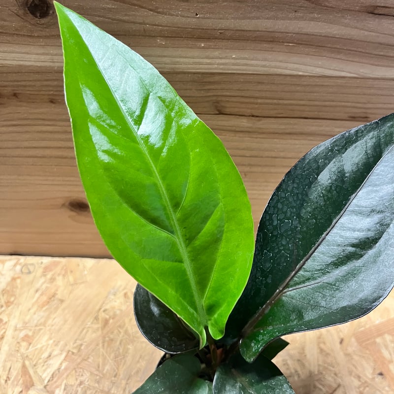 アンスリウム フーケリー 'ブラックドラゴン' | GREEN LUCK