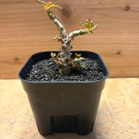 ボスウェリア　ナナ