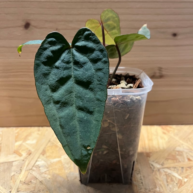 アンスリウム エース オブ スペード | GREEN LUCK