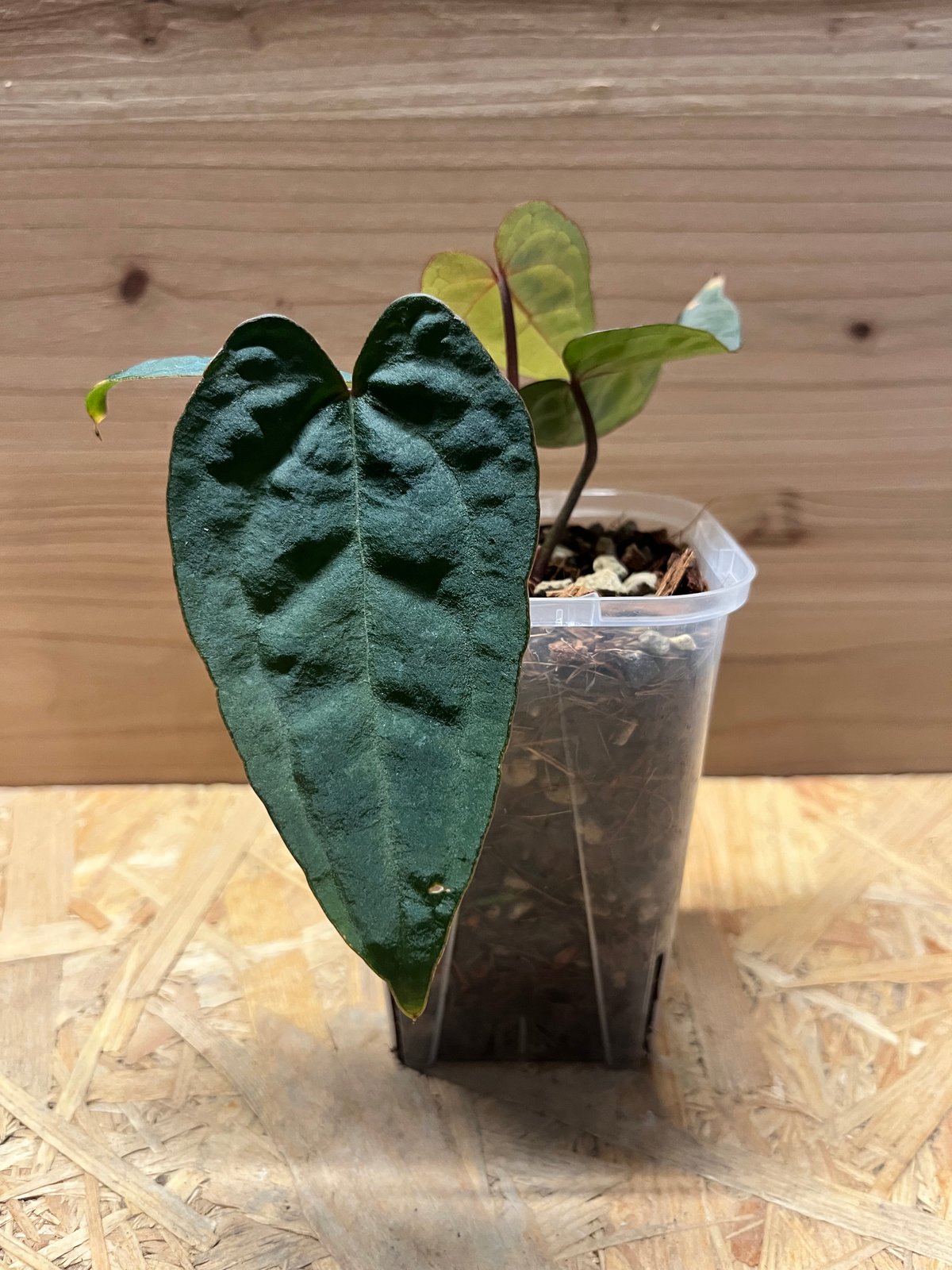 アンスリウム エース オブ スペード | GREEN LUCK